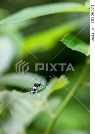 葉の上にいるラミーカミキリムシ 80906971