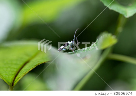 葉の上にいるラミーカミキリムシ 葉の上にいるラミーカミキリムシ 80906974