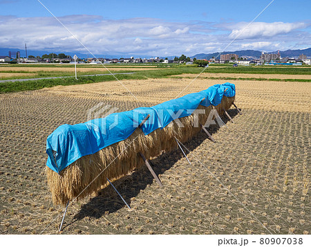 9月(秋)、稲木に掛けられ天日干し中の稲(ブルーシートが被せられている) 長野県松本市 9月(秋)、稲木に掛けられ天日干し中の稲(ブルーシートが被せられている) 長野県松本市 80907038