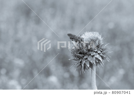 Bumblebee on a thistle, Patagonia Bumblebee on a thistle, Patagonia 80907041