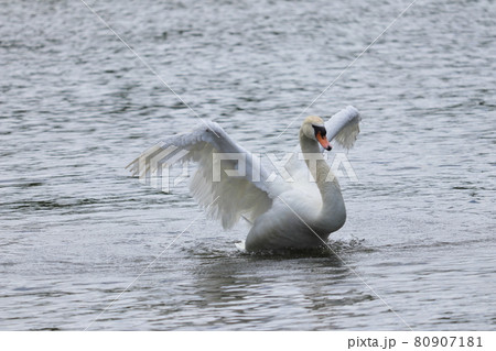 彦根城の白鳥 彦根城の白鳥 80907181
