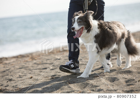 海岸で散歩をする白黒のボーダーコリー 80907352