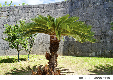 首里城の南国植物 80907446