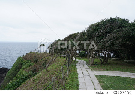 強風に吹かれた珠洲岬の木 80907450