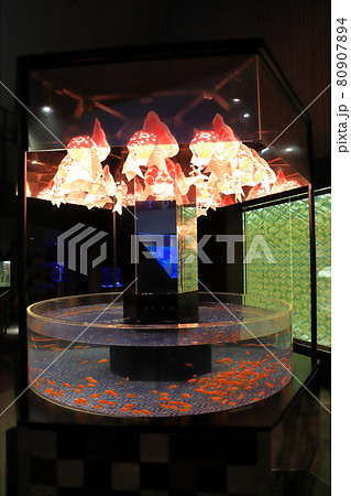 すみだ水族館　金魚の水槽 80907894