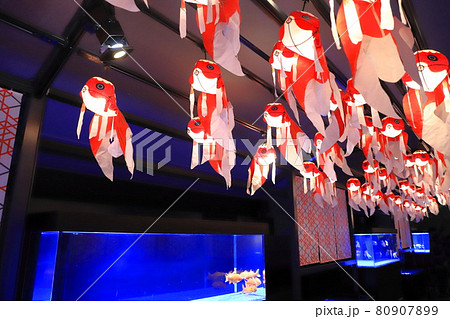 すみだ水族館　金魚の水槽 80907899