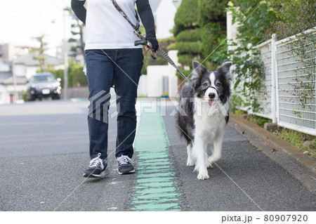 飼い主と一緒に散歩をする白黒のボーダーコリーの写真素材 [80907920] - PIXTA