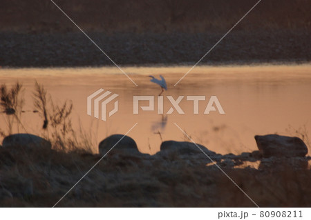 白サギの朝 80908211