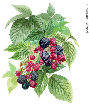 アナログ水彩ブラックベリーのイラスト素材