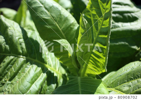 Growing tobacco plants Growing tobacco plants 80908702