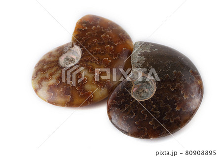 Ammonites isolated on white 80908895