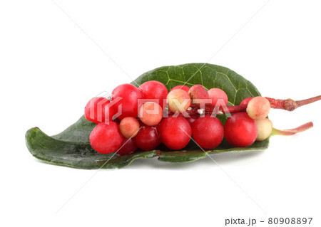 Schisandra Chinensis isolated on white Schisandra Chinensis isolated on white 80908897