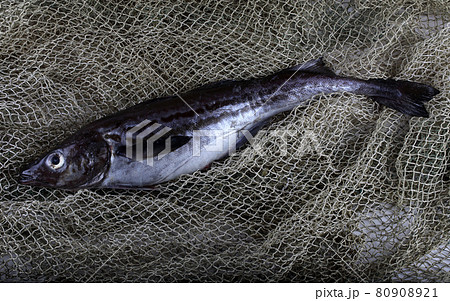 Alaska pollock on net Alaska pollock on net 80908921