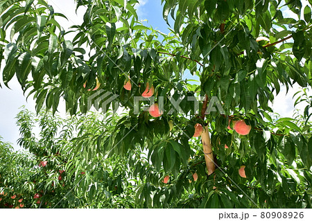 山梨の桃の木 80908926
