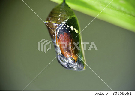 蝶 チョウ 蝴蝶 80909061