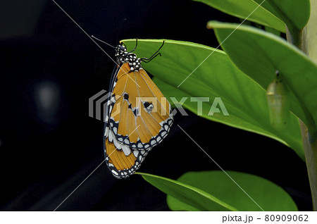 蝶 チョウ 蝴蝶 80909062