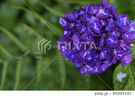 濡れた紫陽花 濡れた紫陽花 80909385