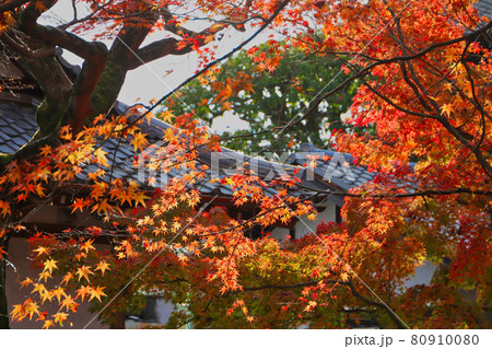 京都府　東福寺の紅葉 80910080