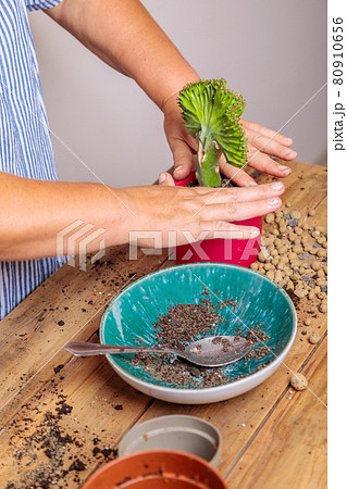 A woman transplants a houseplant, a flower in a ceramic pot. 80910656