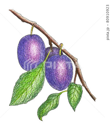 Plum branch with fruits and leaves, sketch, pencil hand drawing. 80910923