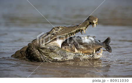 Yacare caiman eating piranha in a river 80911030