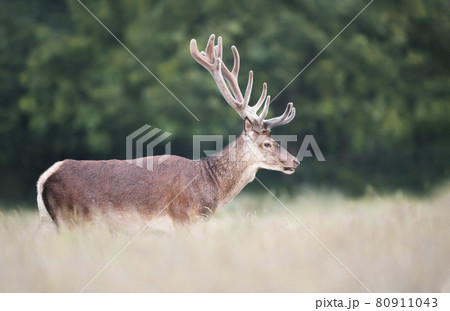 Portrait of a red deer stag with velvet antlers in summer Portrait of a red deer stag with velvet antlers in summer 80911043