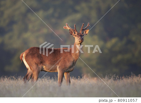 Portrait of a red deer stag with velvet antlers in summer Portrait of a red deer stag with velvet antlers in summer 80911057