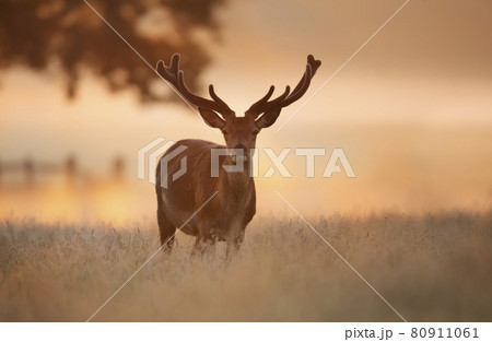 Red deer stag at sunrise in summer Red deer stag at sunrise in summer 80911061