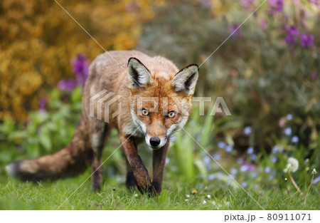 Close up of a red fox in summer Close up of a red fox in summer 80911071