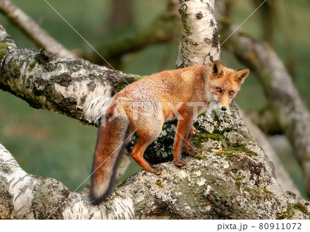 Close up of a red fox in a tree 80911072