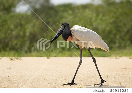 Jabiru walking on a sandy river bank Jabiru walking on a sandy river bank 80911082