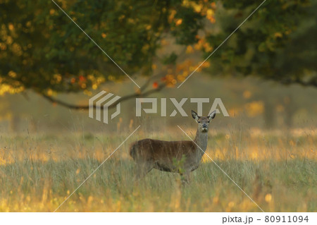 Red deer hind at sunrise in summer Red deer hind at sunrise in summer 80911094