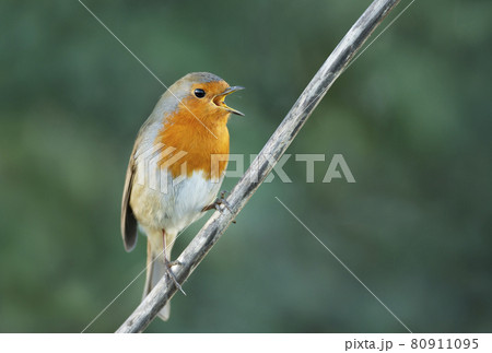 Close up of a European Robin calling Close up of a European Robin calling 80911095
