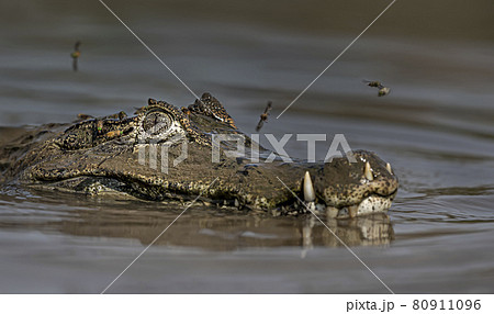Close up of a Yacare caiman in a river Close up of a Yacare caiman in a river 80911096