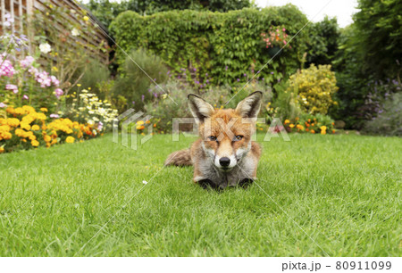 Close up of a red fox lying on green grass 80911099
