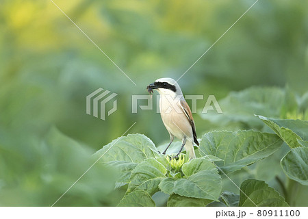 Close up of a Great grey shrike with it's prey 80911100