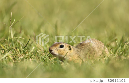 Close-up of an European ground squirrel in the natural environment 80911101