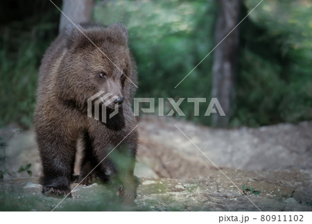 Close up of a cute Eurasian Brown bear in forest Close up of a cute Eurasian Brown bear in forest 80911102