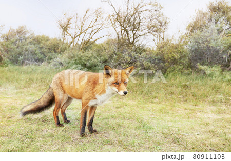 Close up of a Red fox in it's natural habitat 80911103