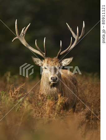 Portrait of a red deer stag in autumn Portrait of a red deer stag in autumn 80911121