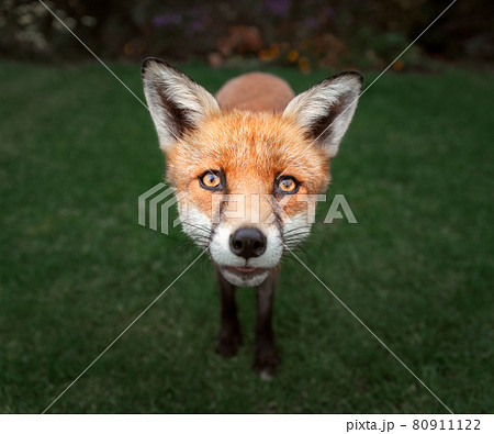 Portrait of a red fox standing on green grass Portrait of a red fox standing on green grass 80911122