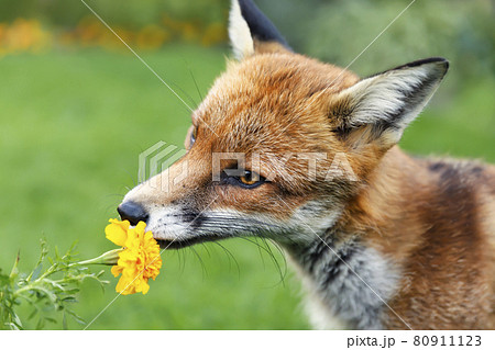Close up of a red fox sniffing a marigold flower in summer Close up of a red fox sniffing a marigold flower in summer 80911123