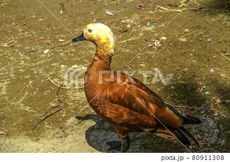 In the shade of the trees, hiding from the scorching sun, there is an orange-brown duck Ogari 80911308