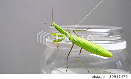 Green praying mantis sits on a bank in an apartment Green praying mantis sits on a bank in an apartment 80911476