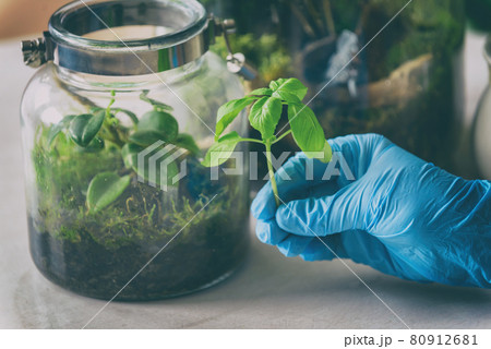 Forest in a jar new plant 80912681