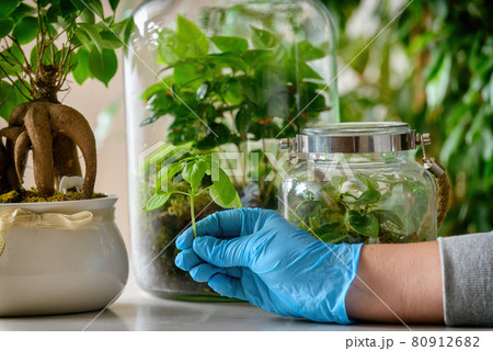 Forest in a jar new plant Forest in a jar new plant 80912682