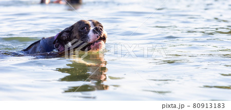Playful and Funny Boxer Dog swimming in the water 80913183