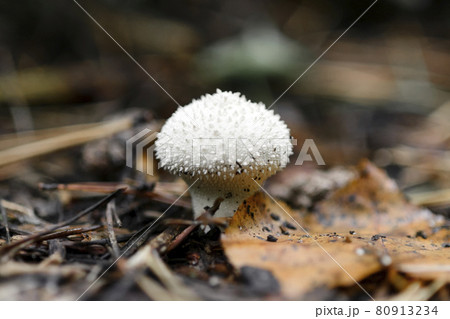 Mushroom Lycoperdon perlatum or common puffball, warted puffball in a forest. 80913234