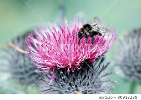 Bumblebee collects pollen from a thistle flower 80913239