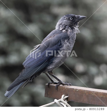 Close-up of a jackdaw sitting on a metal ledge, Close-up of a jackdaw sitting on a metal ledge, 80913289